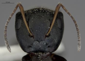 Media type: image;   Entomology 510698 Aspect: head frontal view